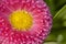 Pink Bellis daisy close up