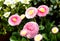 Pink bellis perennis daisy flowers