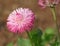 Pink Bellis Perennis Flower