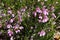 Pink bells wildflower endemic to Australia