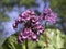 Pink Bergenia flower blooming in spring