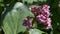 Pink bergenia flowers