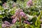 Pink bergenia flowers with beautiful green leaves bloom in spring in the garden