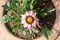 \\\'Pink bicolor\\\' African daisy (genus Osteospermum) in bloom : (pix Sanjiv Shukla)