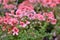 Pink bicolor geraniums