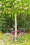 Pink bicycle under a flowering tree