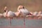 Pink big bird Greater Flamingo, Phoenicopterus ruber, in the water, Camargue, France. Flamingo cleaning plumage. Wildlife animal s