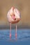 Pink big bird Greater Flamingo, Phoenicopterus ruber, in the water, Camargue, France. Flamingo cleaning plumage. Wildlife animal s