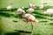 Pink big bird Greater Flamingo in tropical forest.