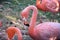 Pink big birds Greater Flamingos