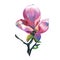 Pink big Flower of Magnolia. Hand oil painting. Separate Individual flower on the white background. Perfect for