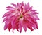 Pink big flower on a white isolated background with clipping path. Side view. Closeup. big shaggy flower. for design.