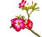 Pink Bigononia or Desert Rose