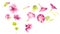 Pink bindweed decorative wedding element watercolor illustration blossom graphic  flower on white background