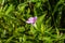 Pink Bindweed flower