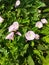 Pink bindweed in the sun