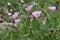 Pink Bindwood Flower Blossom Vine