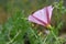 Pink Bindwood Vine Flower