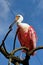 Pink Bird with Odd Shaped Nose