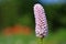 Pink Bistorta Flower at Spring