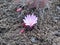 Pink Bitterroot flower