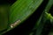 Pink and black Glow Worm larva struggling to go up the leaf of a plant in the Maltese countryside