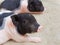 Pink and black newborn piglets looking and staring in the farm