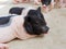 Pink and black newborn piglets looking and staring in the farm