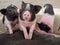 Pink and black pigs kissing showing love and friendship