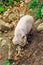 Pink and black pigs run in the mud, Austria