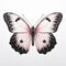 Pink And Black Ringlet Butterfly On White Background