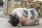 Pink and black speckled pot-bellied pig