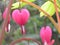 Pink Bleeding Heart