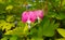 Pink bleeding heart blossoms