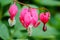 Pink Bleeding Heart Dicentra Blossoms in Spring