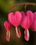 Pink Bleeding Heart flowers