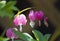 Pink Bleeding Heart Flowers