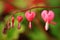 Pink bleeding heart garden plant with dropping heart shaped flowers