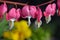 Pink bleeding hearts flowers