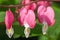 Pink bleeding hearts in spring