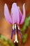 Pink bloom in the autumn orange leaves, Germany. Pink wild flower, Dog`s tooth violet or Dogtooth violet, Erythronium dens-canis.