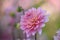 Pink bloom closeup dahlia in dutch fields