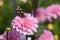 Pink bloom closeup dahlias with butterfly in dutch fields