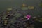 Pink bloom lotus water flora