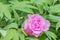 Pink bloom Paeonia suffruticosa