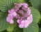 Pink bloom of `Twist and Shout` hydrangea macrophylla in the Fort Worth Botanic Garden, Texas.