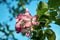 Pink bloomed Apple tree flower on the background of leaves and sky