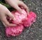 Pink bloomed peony in hands.