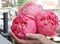 Pink bloomed peony in hands.