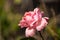 Pink bloomed rose in a blurred background